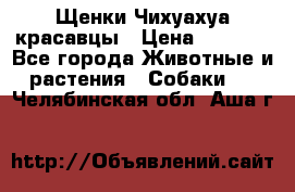 Щенки Чихуахуа красавцы › Цена ­ 9 000 - Все города Животные и растения » Собаки   . Челябинская обл.,Аша г.